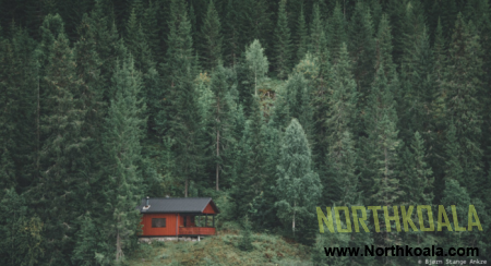 Forest photos amazing live shoots