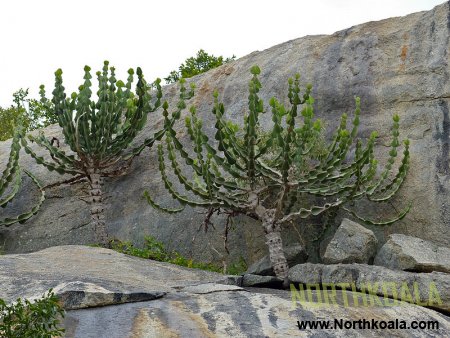 CACTUS NAME EUPHORBIA INGENS - Candelabra Tree Pictures