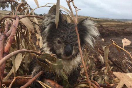 Everything interesting things about koalas.