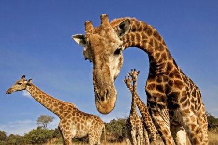 interesting information about giraffes,