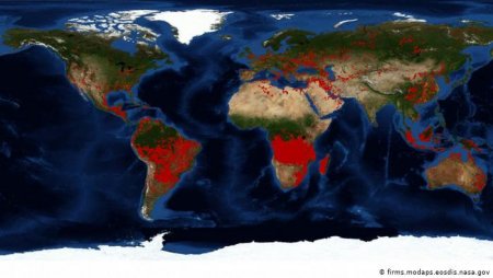 Lost forest areas of the world