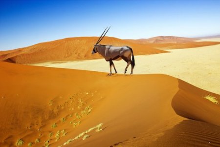 Everything About Namibia