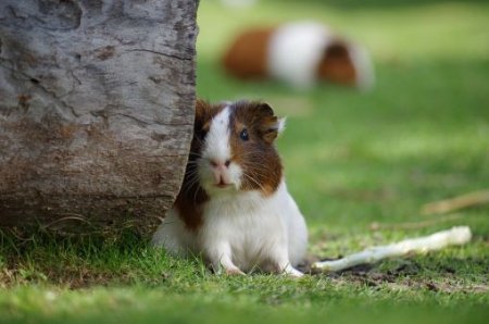 Interesting facts about hamsters
