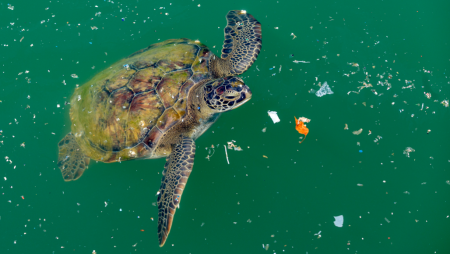 Sea turtles are in danger.