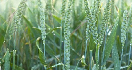 Sneezing plants may spread pathogens to their neighbors