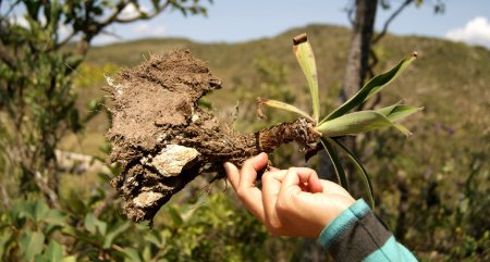 Some Plants use hairy roots