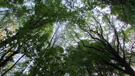 Belgrad Forest