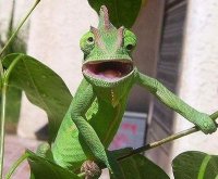 How to feed a chameleon at home