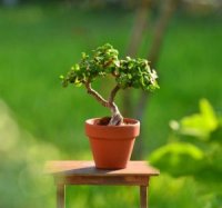 Portulacaria Afra Sukkulent plant