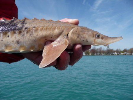 Sturgeon Fishing in BC