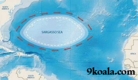 Off-shore sea: Sargasso Sea
