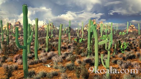 13 interesting facts about cactuses