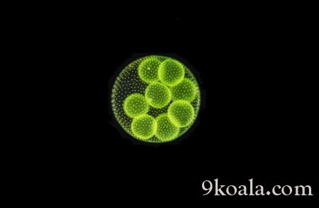 Approximately 70% of the oxygen on earth is produced by algae