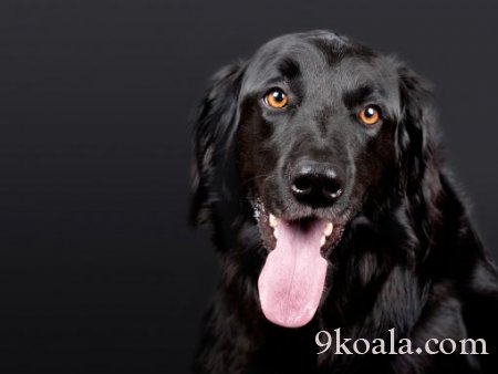 INTERESTING INFORMATION ABOUT DOGS, UNKNOWN