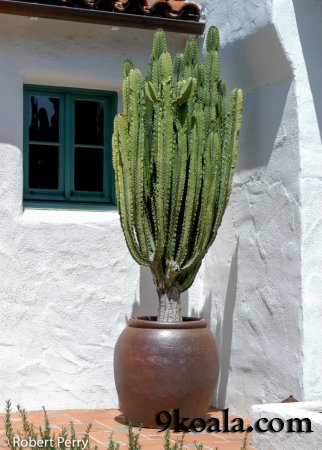 EUPHORBIA INGENS - Candelabra Tree how to care and plant