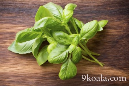 How to Grow Basil