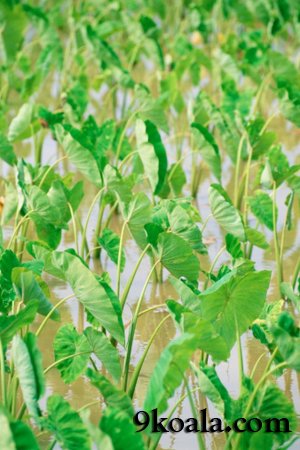 Elephant Ears How to Grow in Water