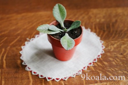 How to Care for a Donkey Ear Plant