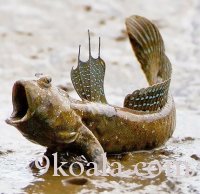Facts about mudskipper