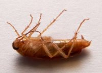 Why do insects turn around when they die?