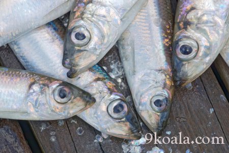 Ringa balığı hakkında bilgiler.🐟 Eğlenceli ve büyüleyici gerçekler