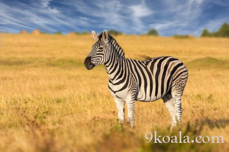 Zebra Stripes Protect Against Flies