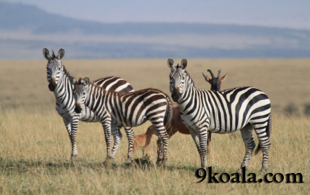 Facts you didn't know about zebras
