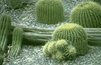 Desert Habitat: Facts