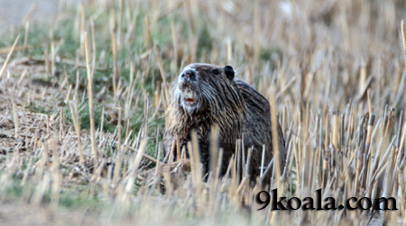 Water monkeys landing on Mount Ağrı were viewed