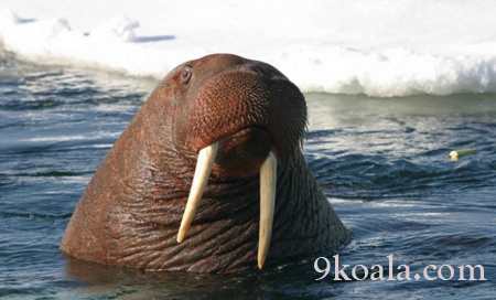 Hopeful image from Russia: 3 thousand walruses together