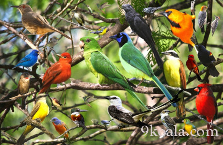 Bird Species You Can Feed at Home