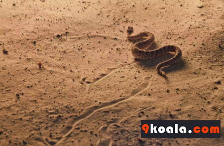 Yılanlar hakkında ilginç bilgiler