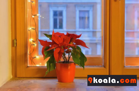 Poinsettias bitkisi Nasıl Büyütülür ve çoğaltılır