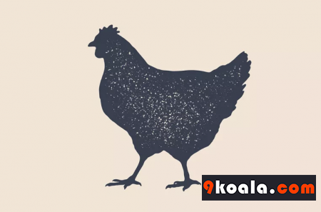 Tavuklar Ne Kadar Yaşar?