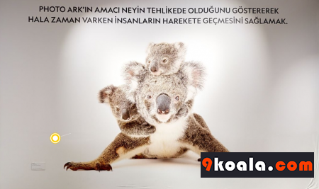 Online 360° Gezebileceğiniz National Geographic Photo Ark Sergisi