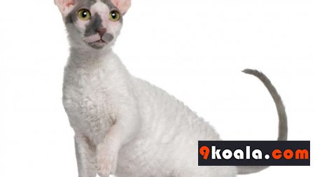 Cornish Rex Kedisi Özellikleri Ve Bakımı