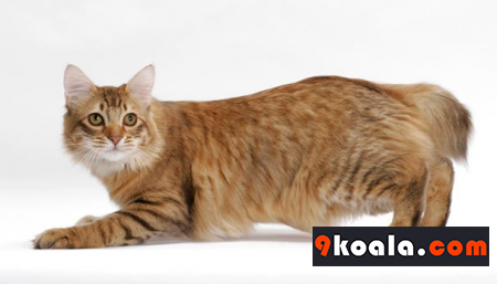 American Bobtail Kedisi Özellikleri Ve Bakımı