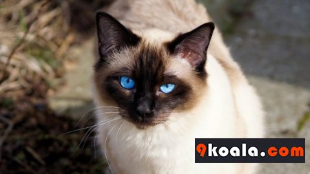 Balinese Kedisi Özellikleri Ve Bakımı