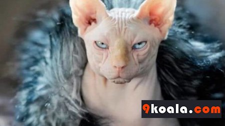 Sfenks Kedisi Özellikleri Ve Bakımı
