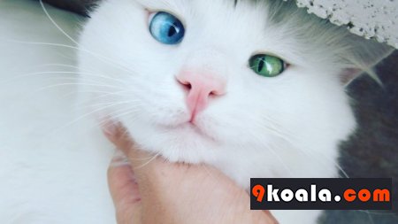Van Kedisi Özellikleri Ve Bakımı