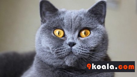 British Shorthair Kedi Cinsi Özellikleri Ve Bakımı