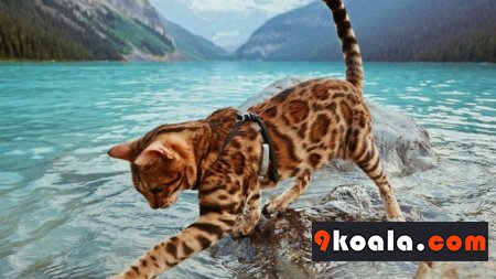 Bengal Kedisi Özellikleri Ve Bakımı