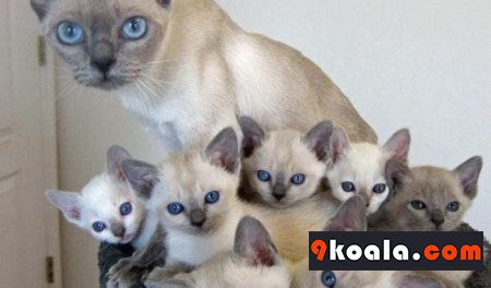 Tonkinese Kedi Irkı Hakkında Bilgiler