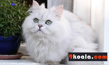 Chinchilla Kedisi Bakımı Ve Özellikleri