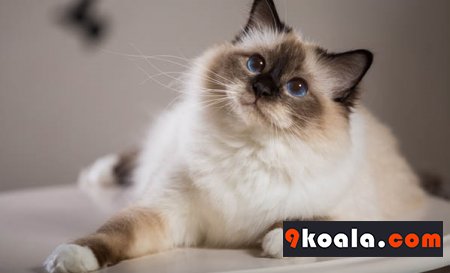Birman Kedisi Hakkında Bilgiler