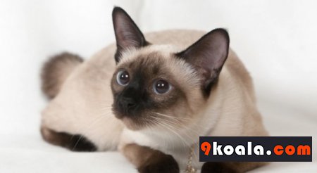 Siyam Kedisi Bakımı Ve Özellikleri