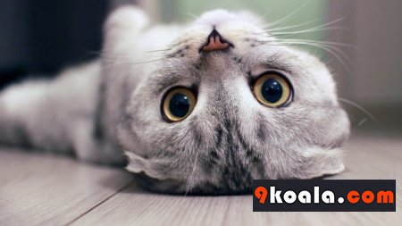 Scottish Fold Cinsi Hakkında Bilgiler