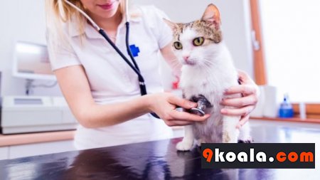 Kedi Bakımı Ve Hastalıkları