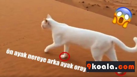 Kedilerin Hiç Bilmediğiniz Yönleri