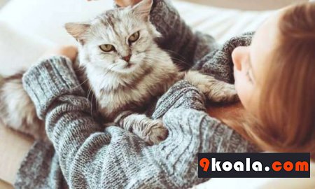Kediler Hakkında Genel Bilgiler